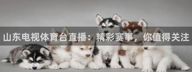 山东电视体育台直播：精彩赛事，你值得关注