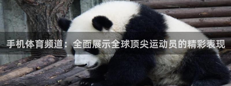 手机体育频道：全面展示全球顶尖运动员的精彩表现