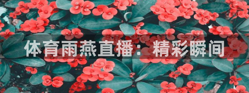 体育雨燕直播：精彩瞬间