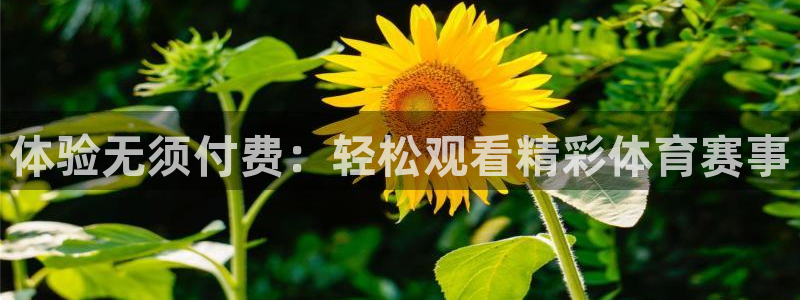 体验无须付费：轻松观看精彩体育赛事
